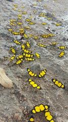 Cyllopoda jatropharia