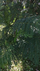 Leucaena leucocephala