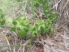 Pyrenacantha kaurabassana
