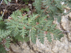 Notholaena grayi