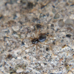 Linyphiidae