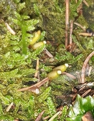 Buxbaumia viridis