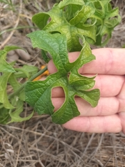 Pyrenacantha kaurabassana