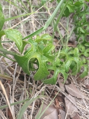 Pyrenacantha kaurabassana