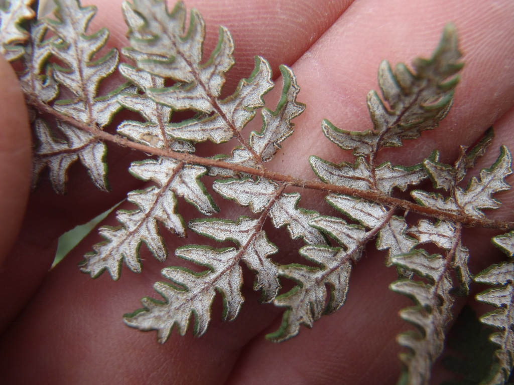 Gray's Cloak Fern