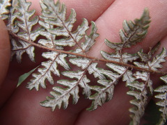Notholaena grayi