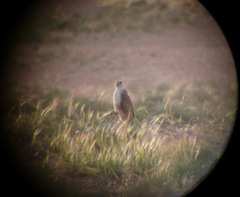 Buteo rufinus cirtensis
