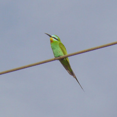 Merops persicus