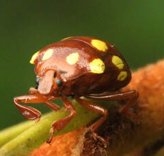 Discocera cayennensis