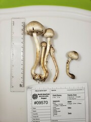 Agaricus leptocaulis