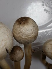 Agaricus leptocaulis