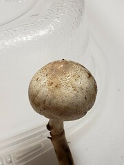 Agaricus leptocaulis