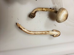 Agaricus leptocaulis