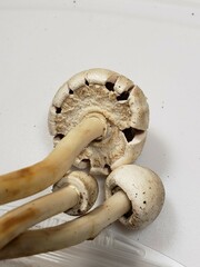 Agaricus leptocaulis