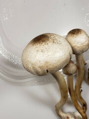 Agaricus leptocaulis