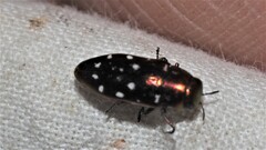 Diphucrania albosparsa