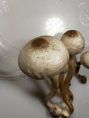 Agaricus leptocaulis