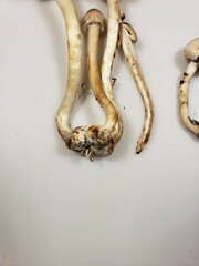 Agaricus leptocaulis