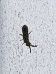 Orchesella villosa