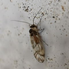Stenopsocidae