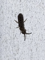 Orchesella villosa