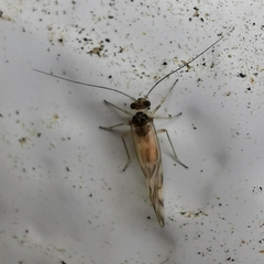 Stenopsocidae