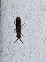 Orchesella villosa