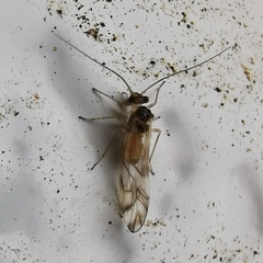 Stenopsocidae