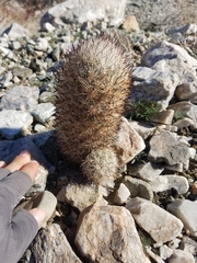 Escobaria alversonii