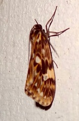 Phaegoptera