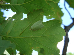 Tortrix viridana