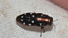 Diphucrania albosparsa