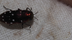 Diphucrania albosparsa