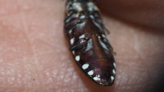 Diphucrania albosparsa