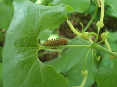 Zerynthia polyxena