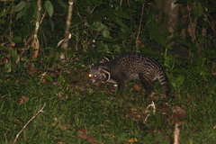 Viverra tangalunga