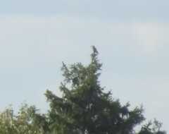 Nucifraga caryocatactes