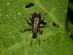 Episomus chinensis