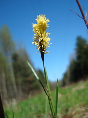 Carex pilosa