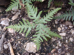 Notholaena standleyi