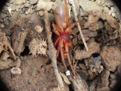 Dysdera