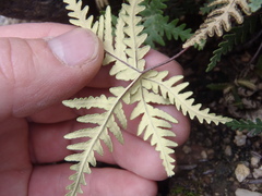 Notholaena standleyi