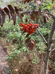 Sorbus