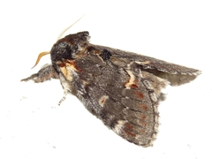 Notodonta dromedarius