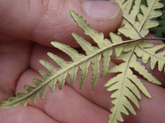 Notholaena standleyi