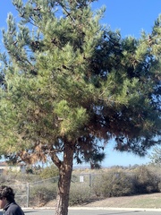 Pinus brutia