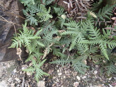 Notholaena standleyi