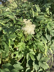 Filipendula