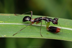 Odontomantis planiceps