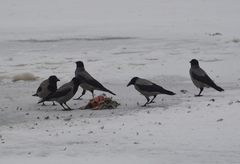 Corvus cornix